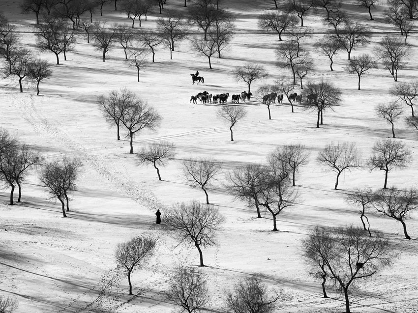Fotograf: Leif Alveen Titel: Horses and trees 103